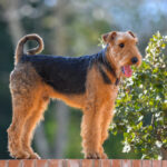 Airedale Terrier
