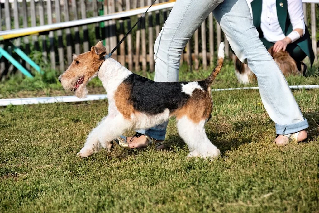 Airedale Terrier tricolore