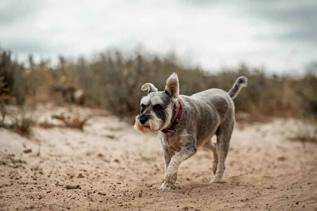 Schnauzer