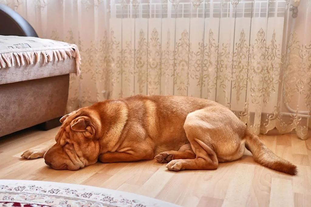 Mastino Napoletano