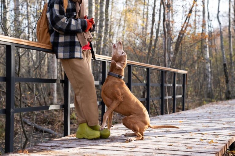 L’abbaio del cane: cosa vuol dire?