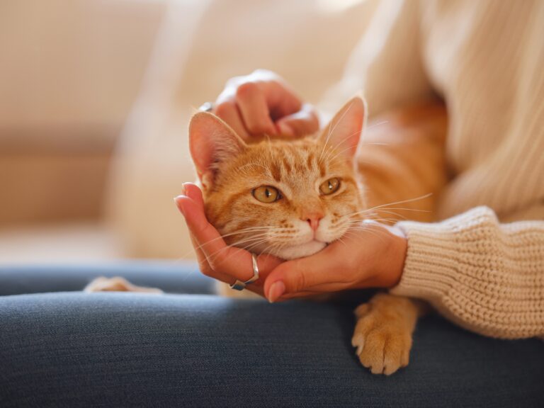 Allergia ai gatti