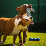 Amstaff