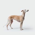 Galgo espanol
