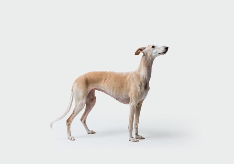 Razze di cani levrieri (gruppo 10)