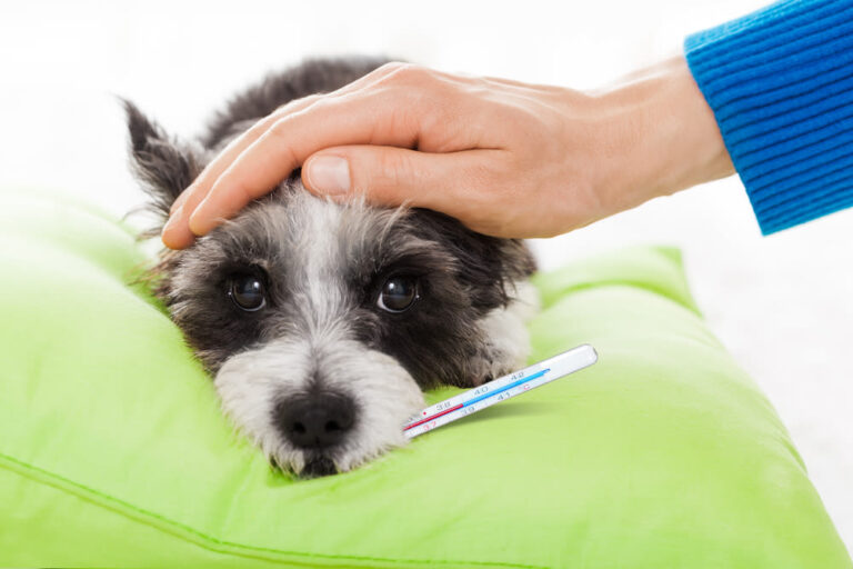 Come capire se il cane ha la febbre: cos’è e perché viene?