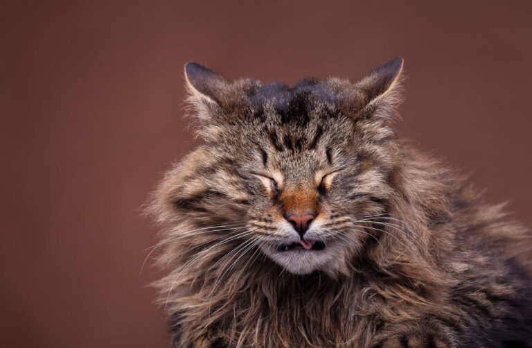 Come si capisce se il gatto ha il raffreddore?