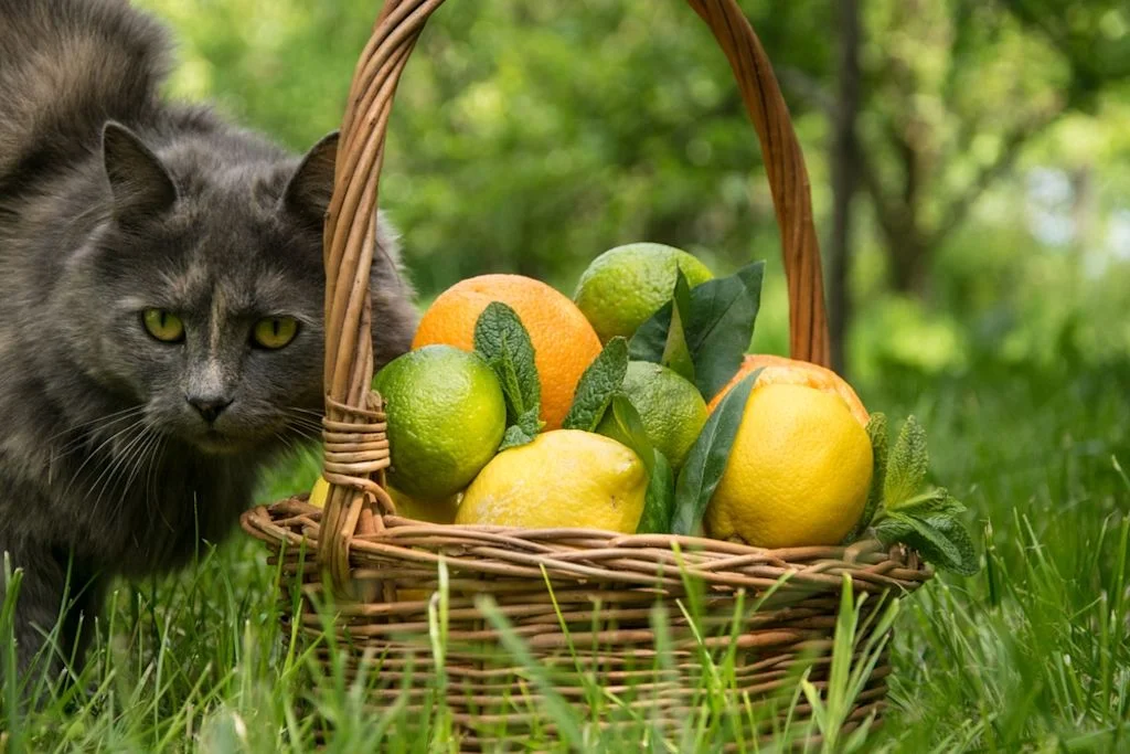 Gatto grigio vicino al cestino