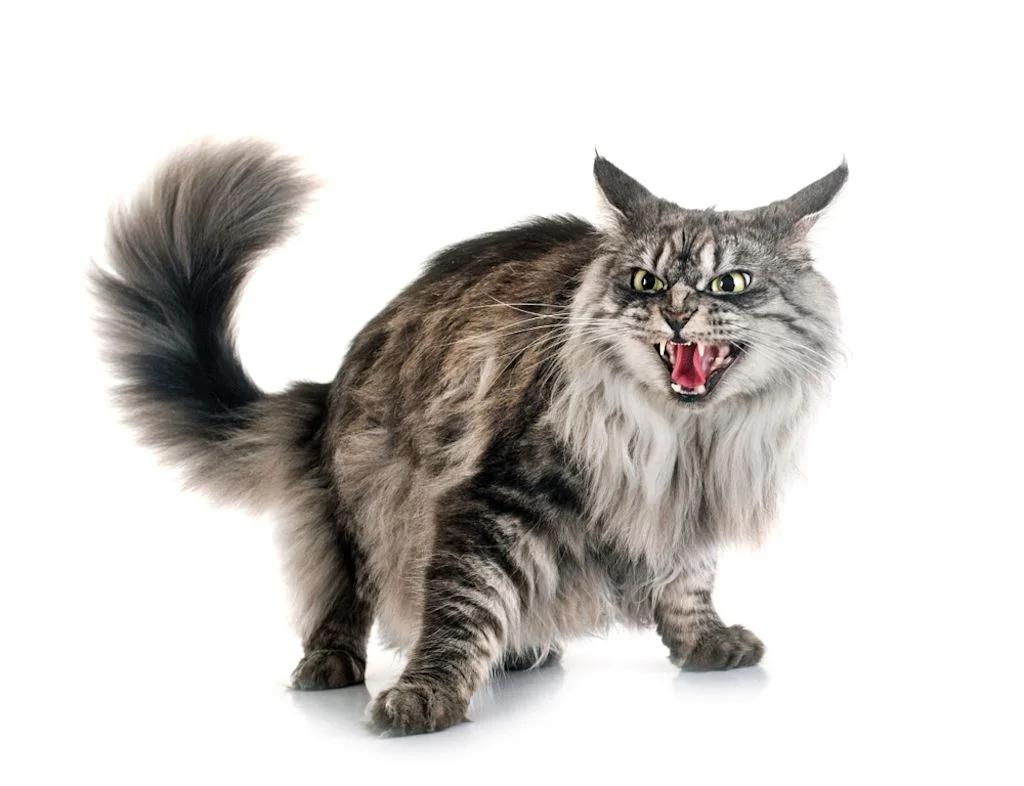 Gatto Maine Coon molto arrabbiato