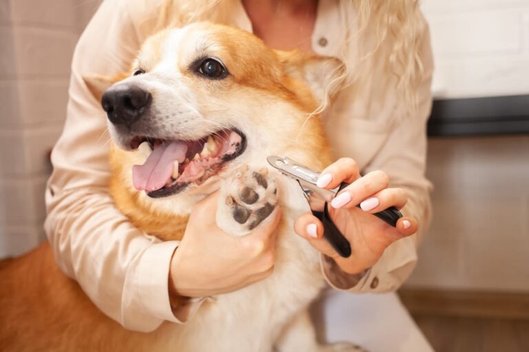 Tagliare le unghie al cane: tutti i consigli