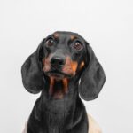 Cucciolo di teckel