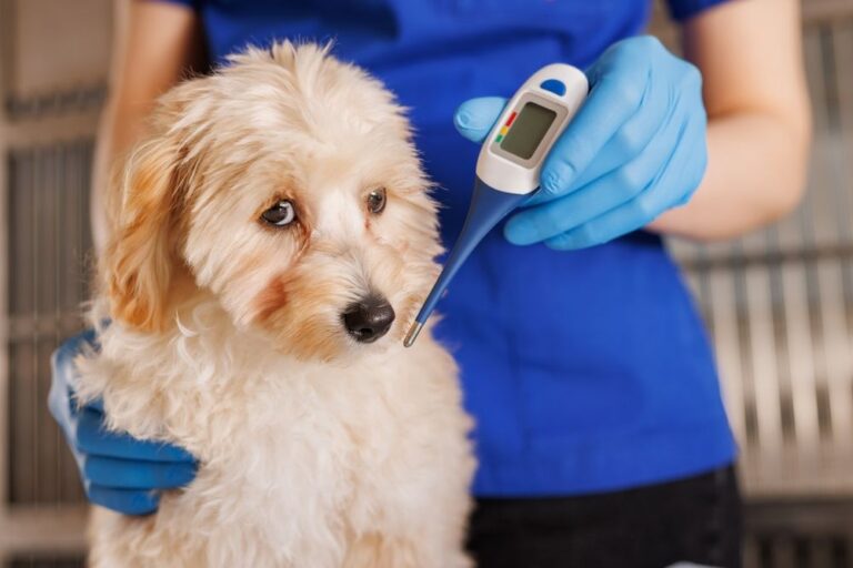 La temperatura corporea del cane