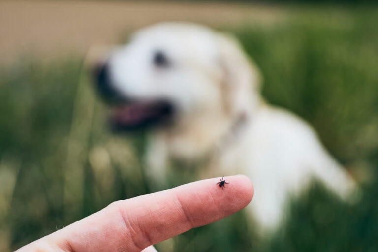 Zecche nei cani: cosa fare?