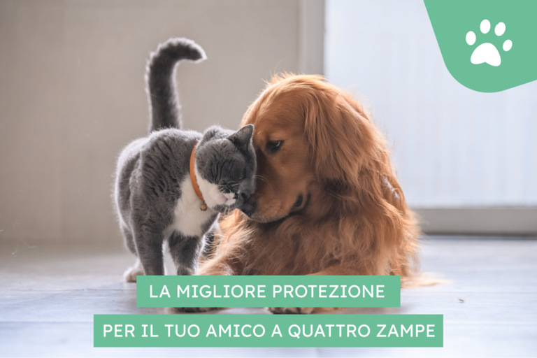 NUOVO! L’assicurazione “all risks” più competitiva del mercato! 🐾 La massima protezione per il tuo amico a quattro zampe – Santévet