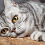 British Shorthair grigio