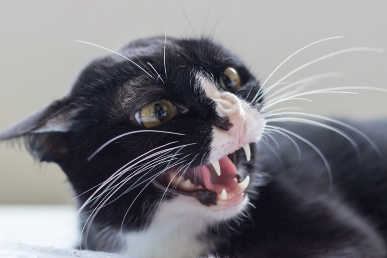 Perché i gatti hanno paura dei cetrioli?