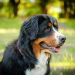 Bovaro del Bernese