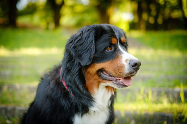 Cani bovari