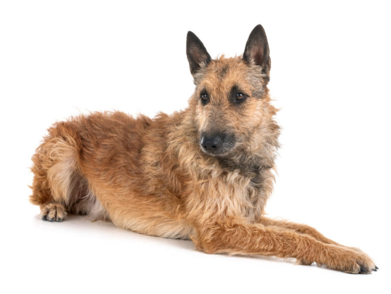 Cani da pastore e bovari – Gruppo 1
