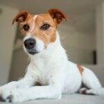 Jack Russel