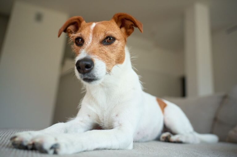 Razza di cane terrier