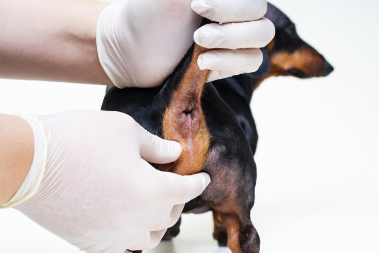 Ghiandole perianali del cane