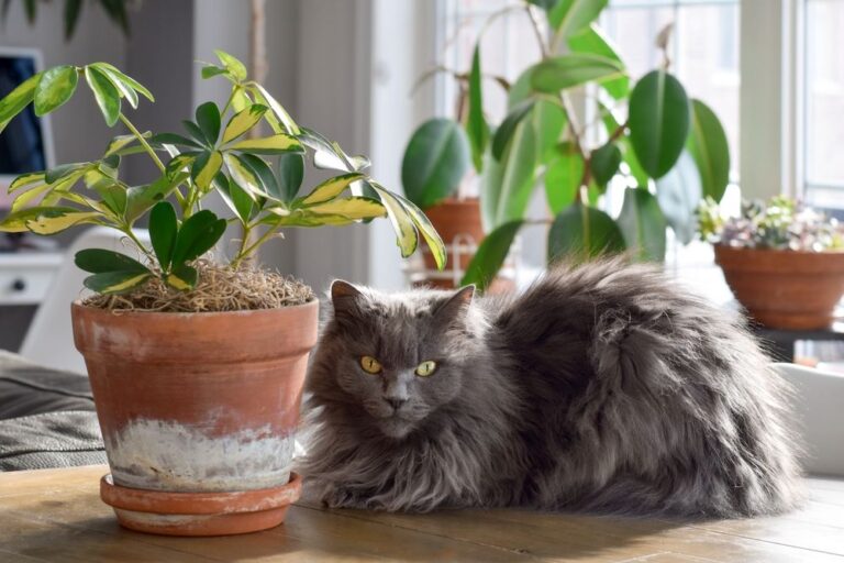Quali sono le piante tossiche per i gatti?