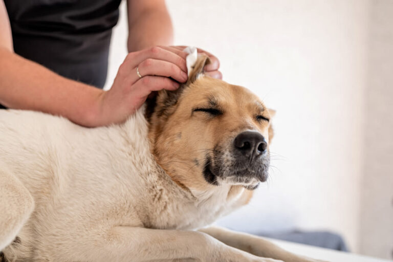 Pulizia sicura delle orecchie del cane