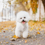 bichon frisé con palla