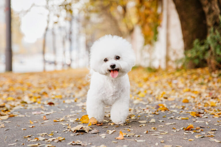 Bichon frisé