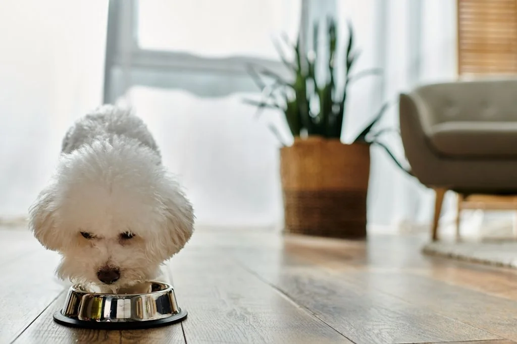 bichon fris&eacute; ciotola