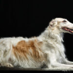 Borzoi bianco e fulvo