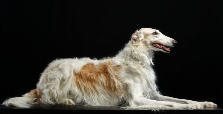 Barzoi o Borzoi