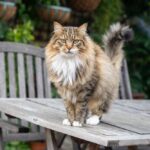maine coon in posa