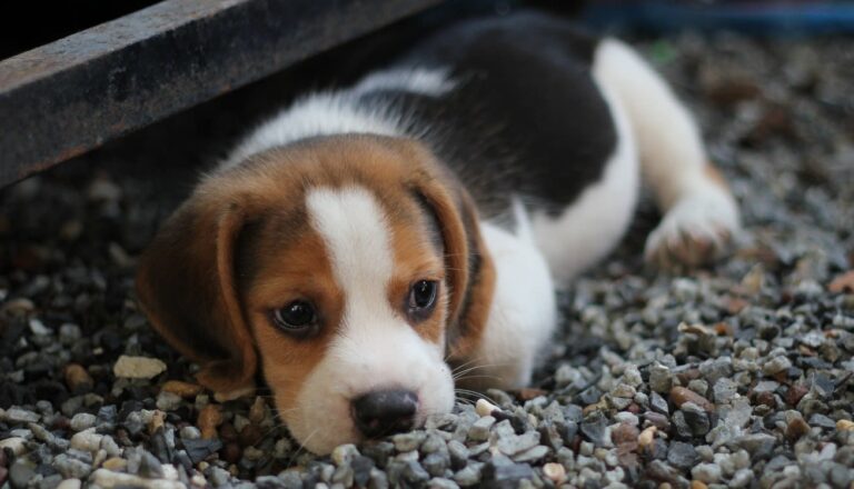 Come insegnare al cucciolo a fare i bisogni fuori