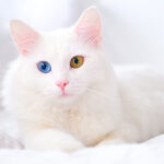 Angora turco bianco