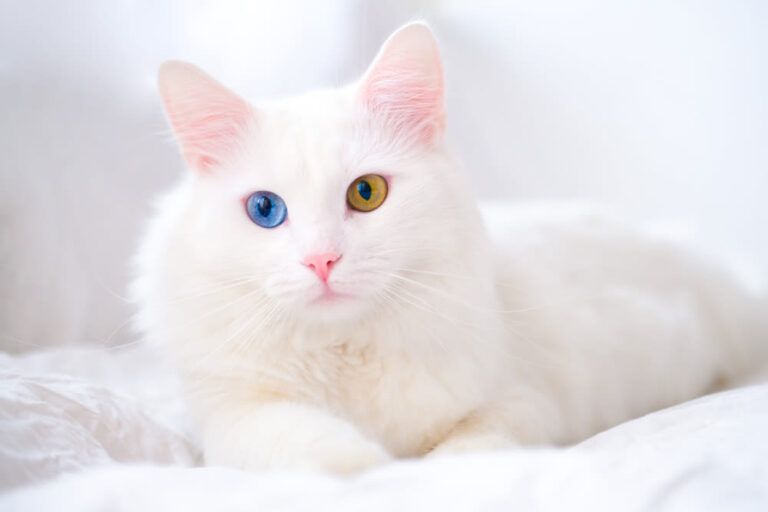 Angora turco