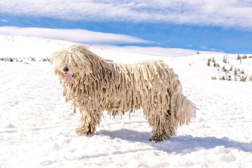 Komondor