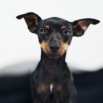Pinscher