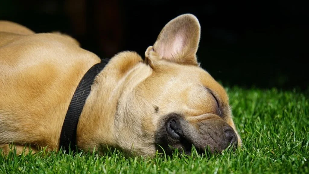 1Bouledogue francais