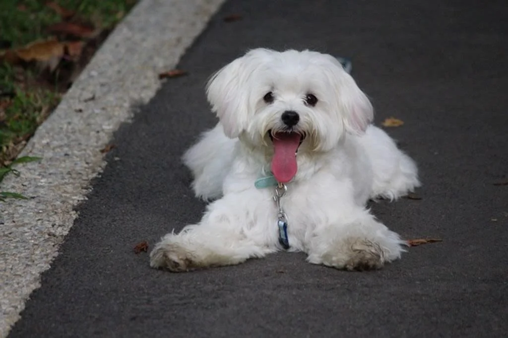 Cucciolo di maltese