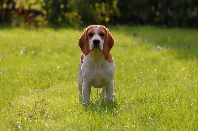 Razze di cani da seguita (gruppo 6)