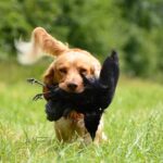 Cane da caccia