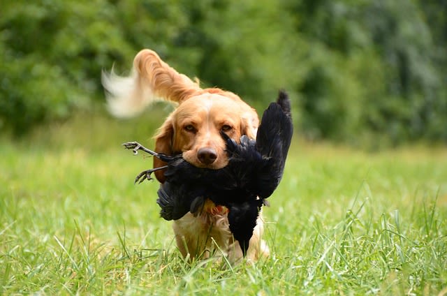 Razze di cani da cerca e da riporto (gruppo 8)