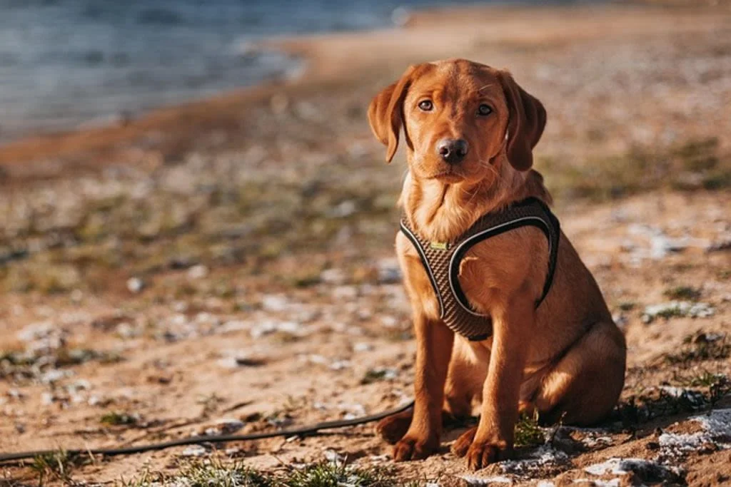 cucciolo di labrador