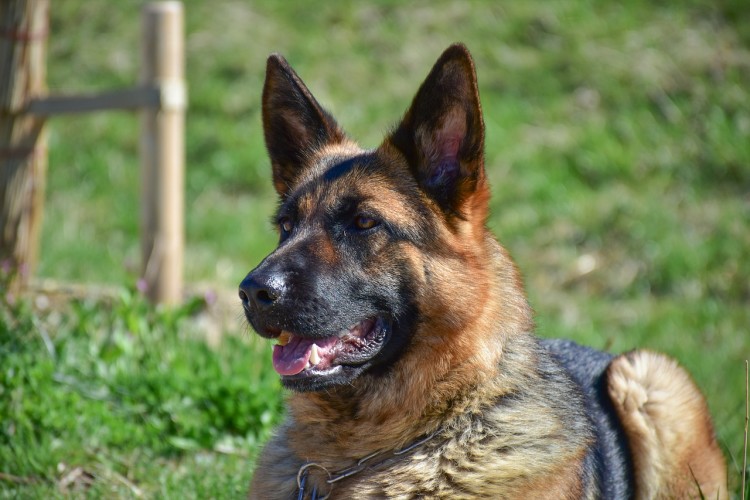 berger allemand jardin