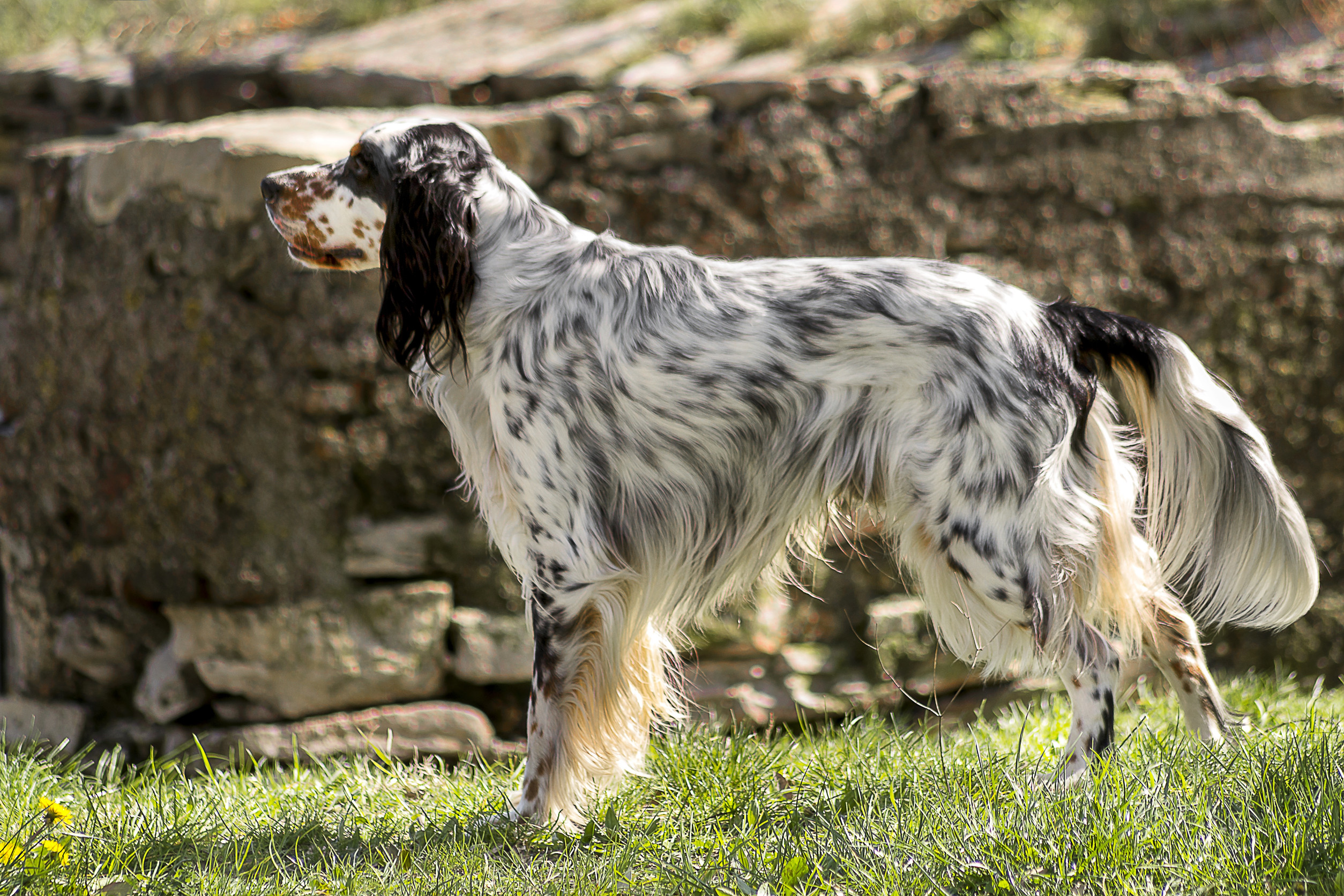 setter inglese in piedi
