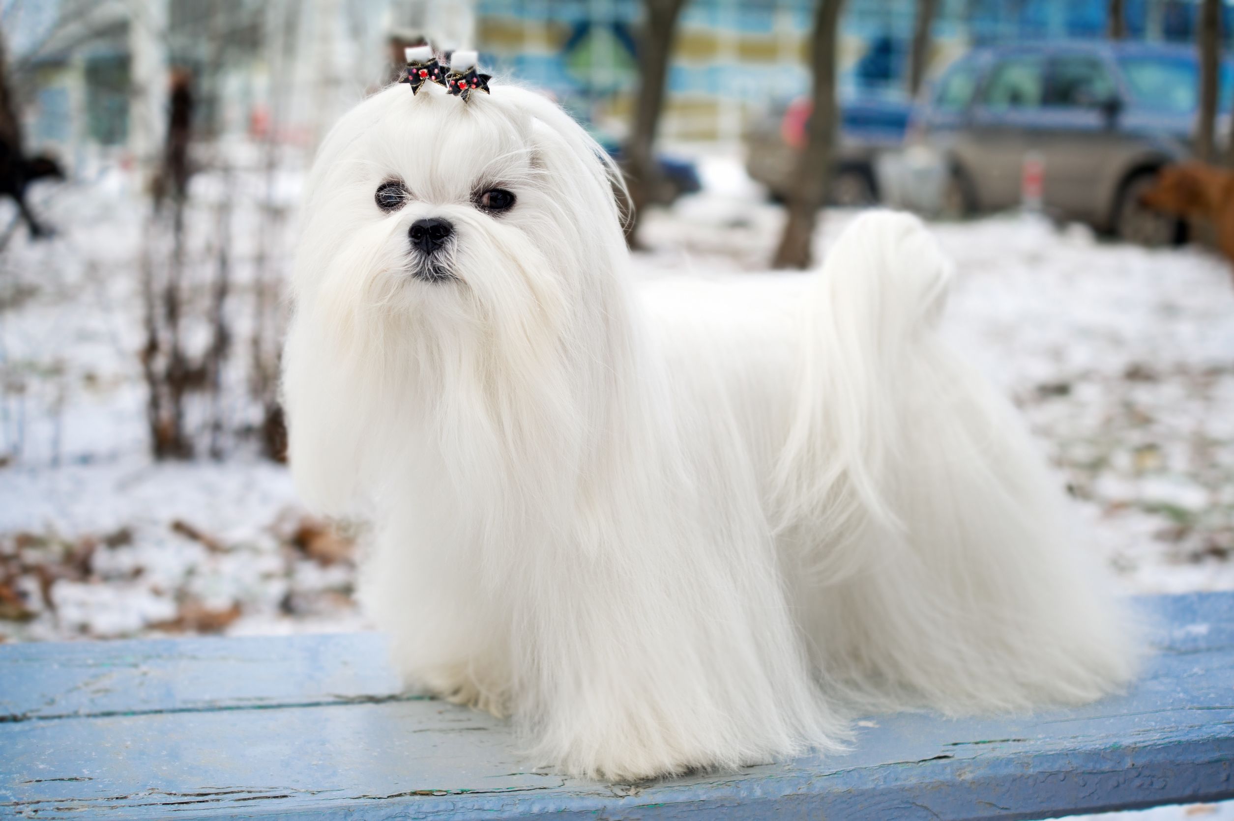 Race de chien : Bichon maltais