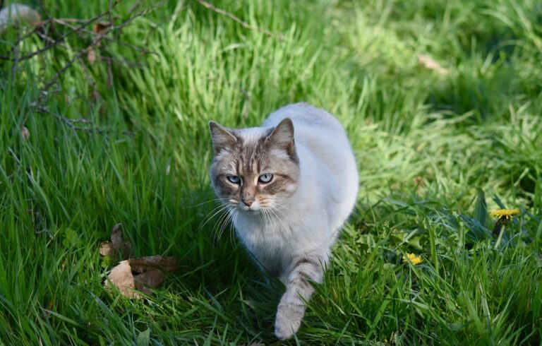Radiografie nei gatti: perché e a quale prezzo?