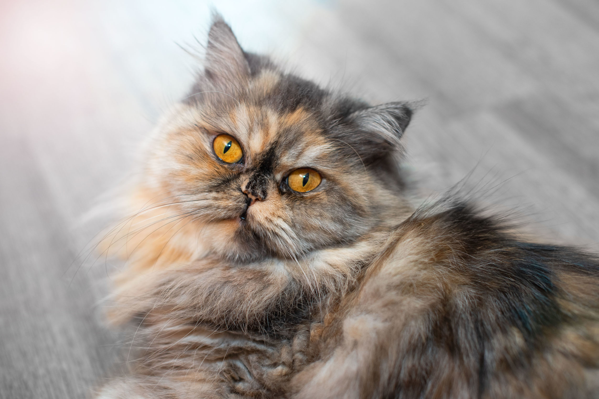 La prevenzione nei gatti